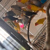 Pappagallo inseparabile Roseicollis