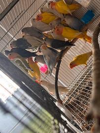 Pappagallo inseparabile Roseicollis