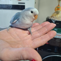 Uccello (inseparabili roseicollis)