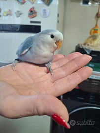Uccello (inseparabili roseicollis)