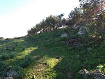 Terreno con uliveto