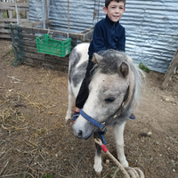 Pony maschio