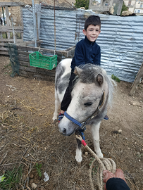 Pony maschio