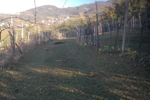 Terreno agricolo Durella Doc