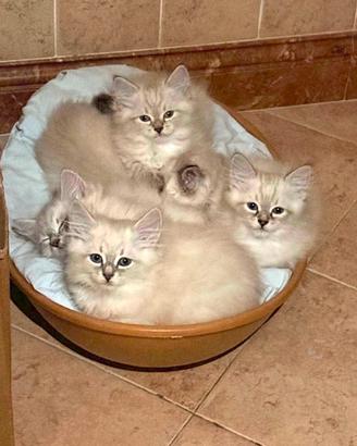 Cuccioli gatti siberiani Ipoallergenici