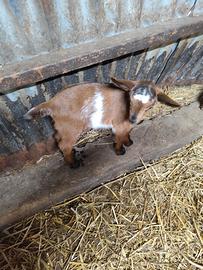 Caprette florida murciane