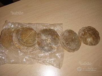 Fili di conchiglie madreperla