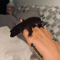 Geco Leopardino Black Night Maschio Adulto