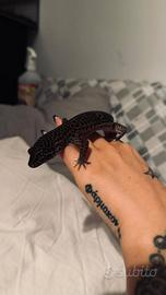 Geco Leopardino Black Night Maschio Adulto