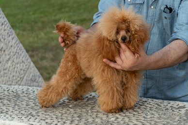 Barboncino toy fulvo con pedigree ENCI