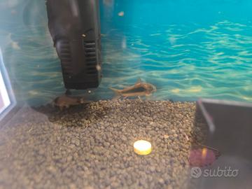 Corydoras