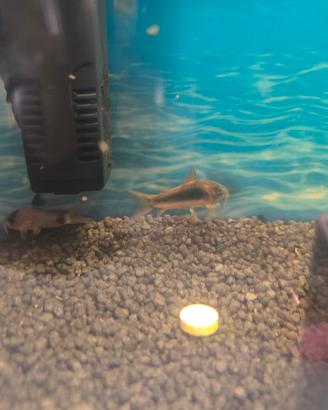 Corydoras