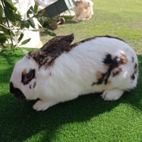 Conigli/ lepre belga