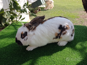 Conigli/ lepre belga