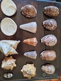 lotto collezione conchiglie marine vintage 40 pezz