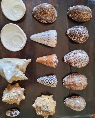 lotto collezione conchiglie marine vintage 40 pezz