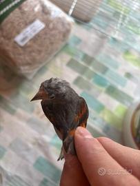 Cardinalini del Venezuela