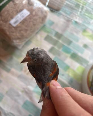 Cardinalini del Venezuela