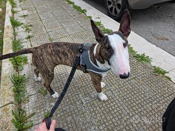 Bull terrier femmina 7 mesi