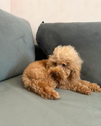 Barboncino red maschio teacup di 4 anni