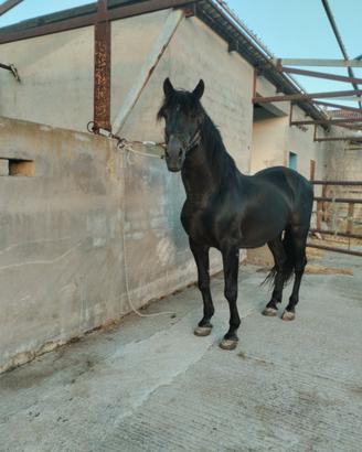 Cavallo spagnolo P.R.E