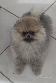 Spitz pomerania Enci