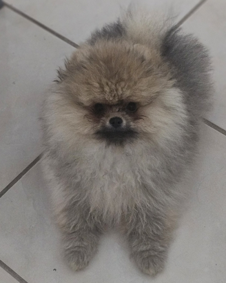 Spitz pomerania Enci