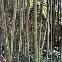 canne di bambu