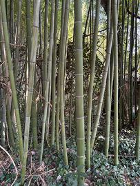 canne di bambu