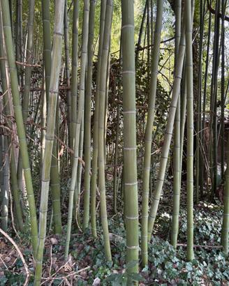 canne di bambu