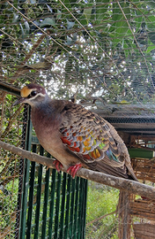 Coppia tortore ali bronzine riproduttiva