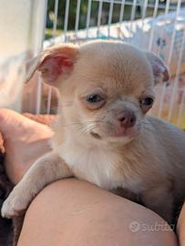 Cucholo de Chihuahua con pedigree Enci