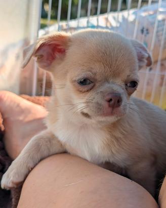 Cucholo de Chihuahua con pedigree Enci