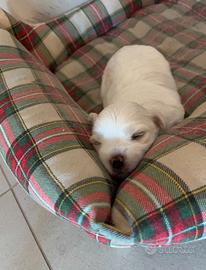 Maltese toy