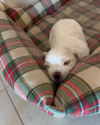 Maltese toy