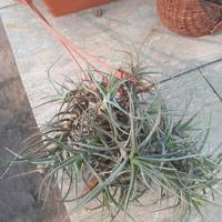 pianta dell'aria due ciuffi 