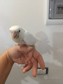 Calopsite svezzato a mano