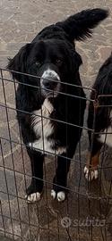 Simil bovaro del Bernese