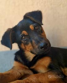 DAISY & DELILAH, sorelline in cercaa d'amore