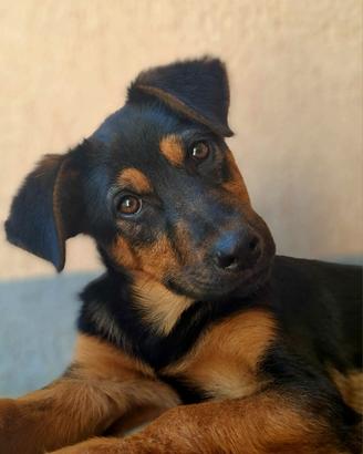 DAISY & DELILAH, sorelline in cercaa d'amore