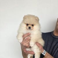 Volpina di Pomerania Enci