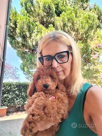 Barboncini toy cuccioli
