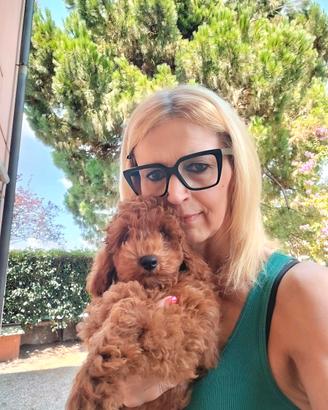 Barboncini toy cuccioli