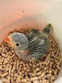 Parrocchetto dal collare