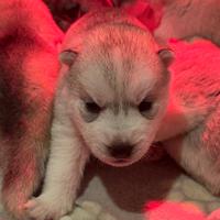 Siberian husky