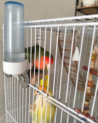 Inseparabili