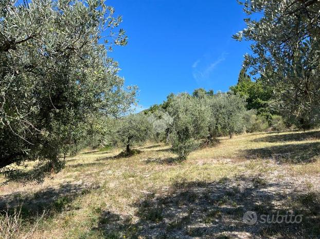 TER. AGRICOLO A ASSISI