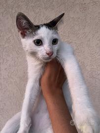 Gattino maschio bianco con macchie nere