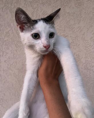 Gattino maschio bianco con macchie nere