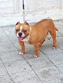 American bully pocket femmina